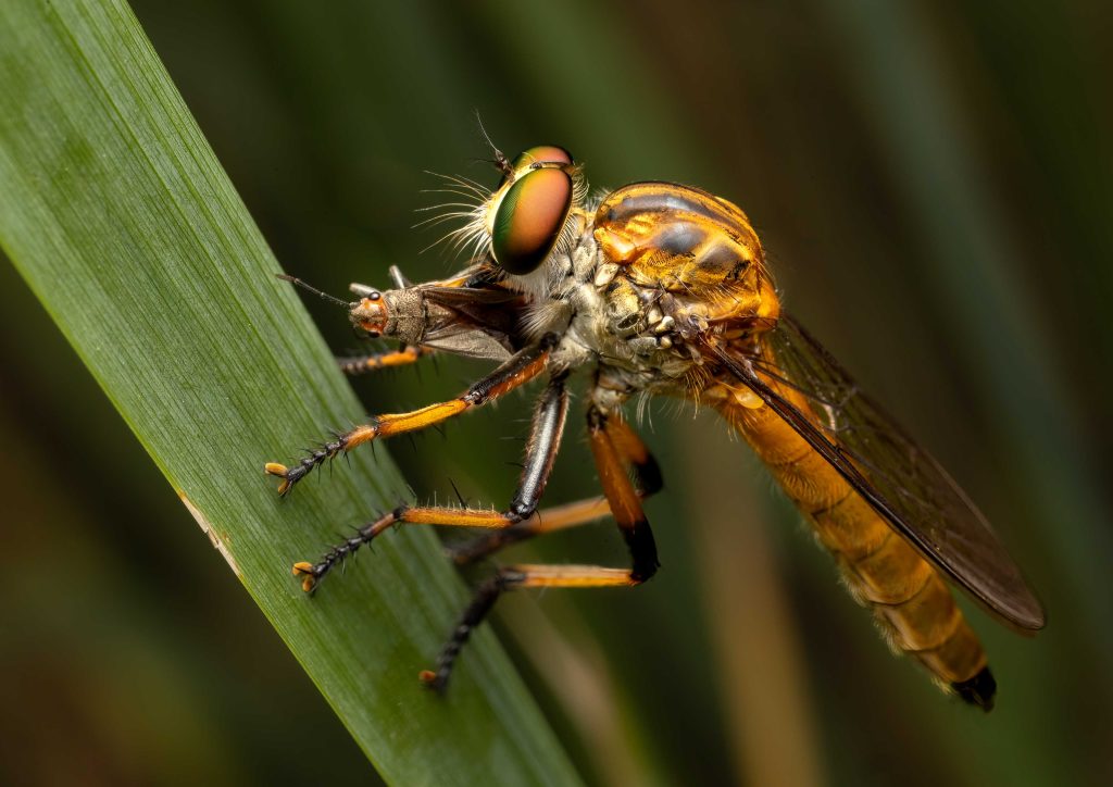 David-Edwards-Robber-fly-with-mouthfull