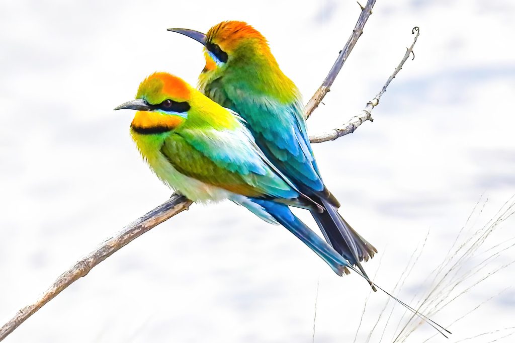 Kim-Wright-Rainbow-bee-eater-pair