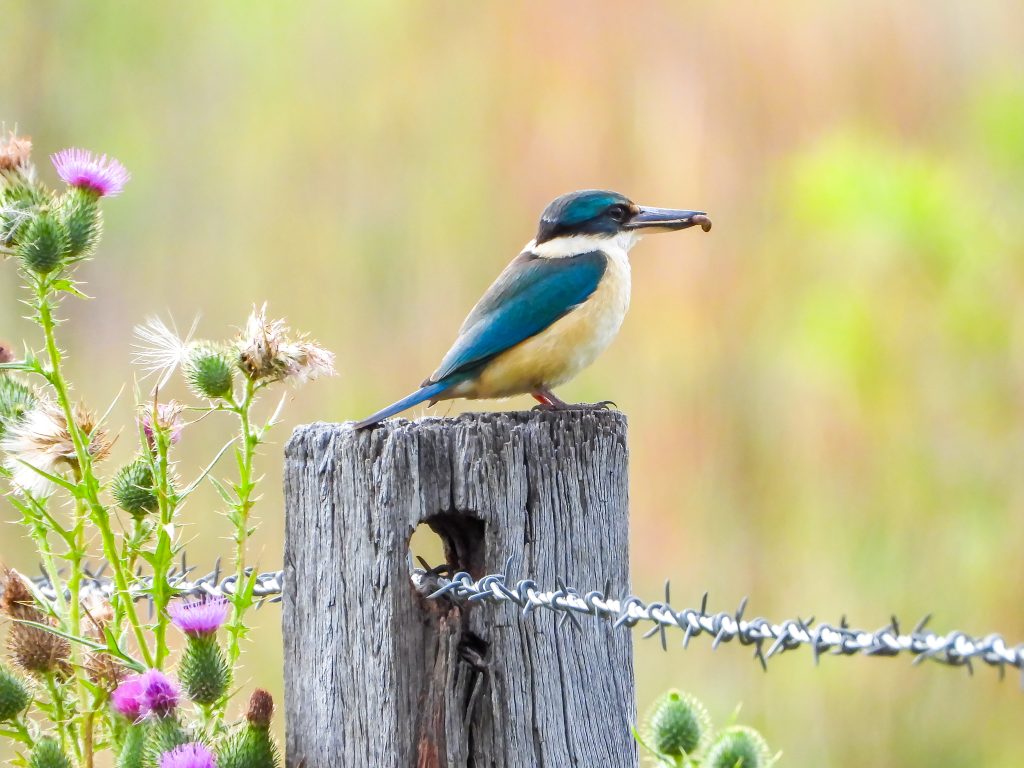 Kim-Wright-Sacred-Kingfisher-