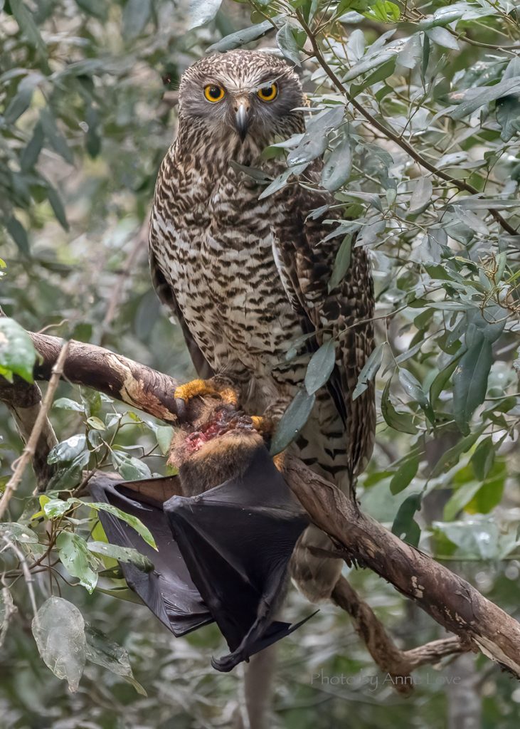 Anne-Love-Powerful-Owl.