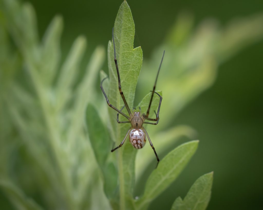 Anne-Love-Silver-spider