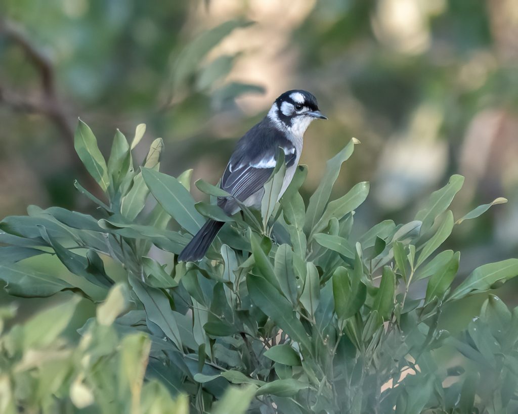 Anne-Love-White-eared-Monarch