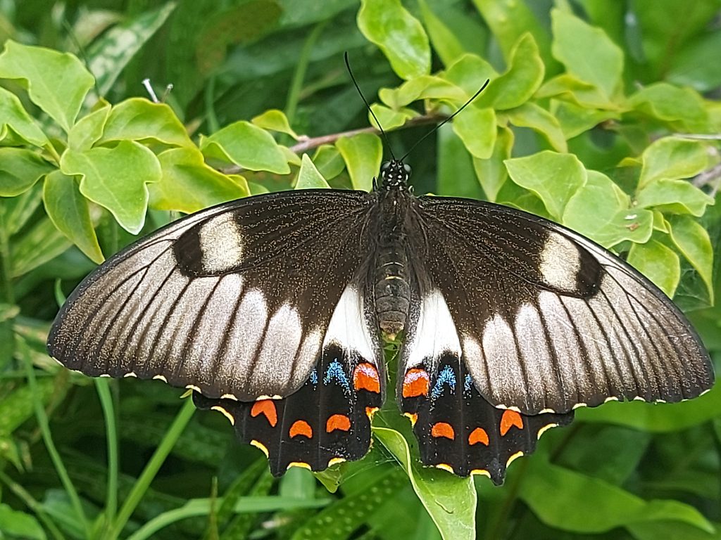 Aurelia-Fischer-Beautiful-Garden-Visitor