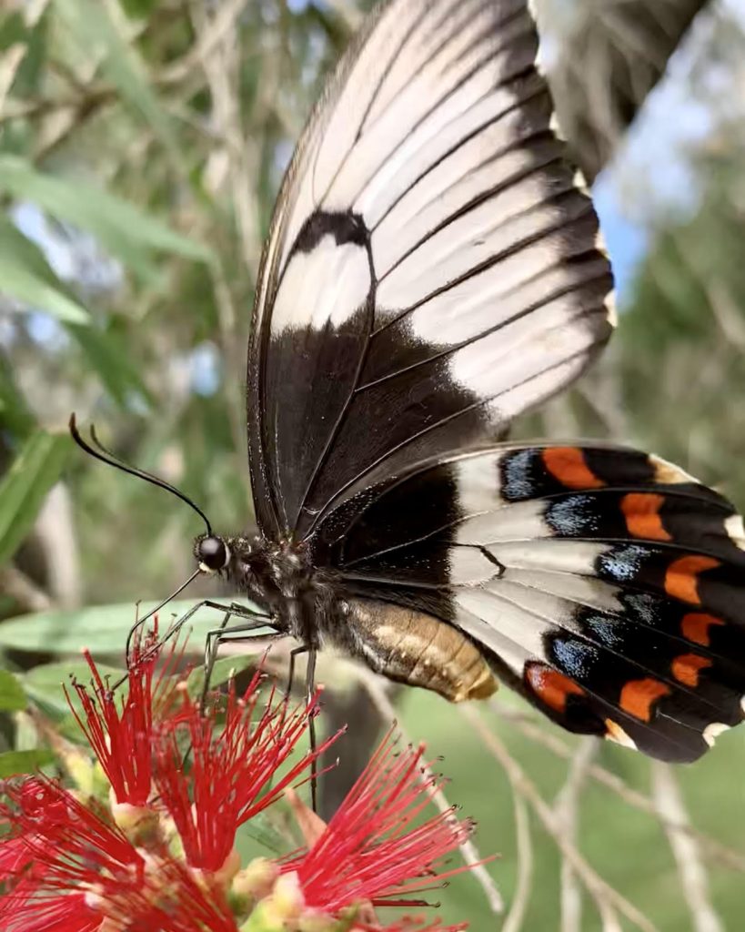 Chris-Bruton-Swallowtail