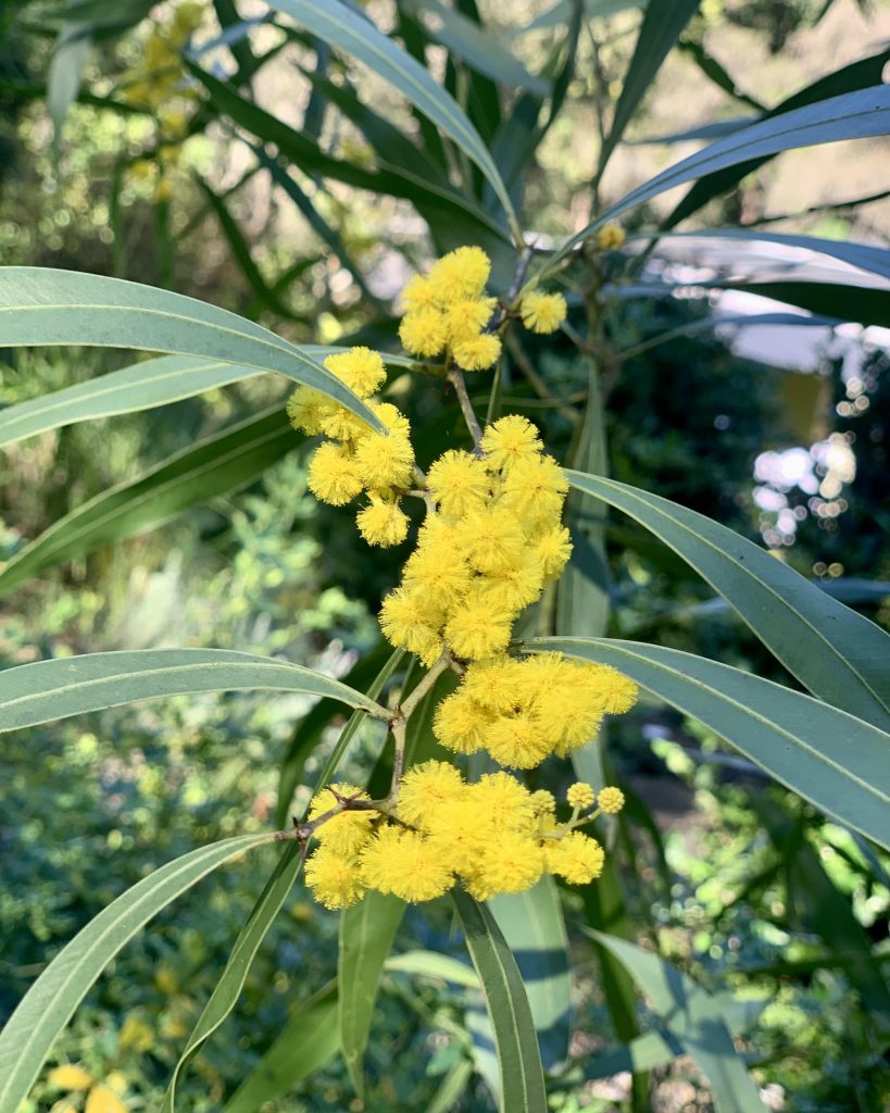 Chris-Bruton-Wattle