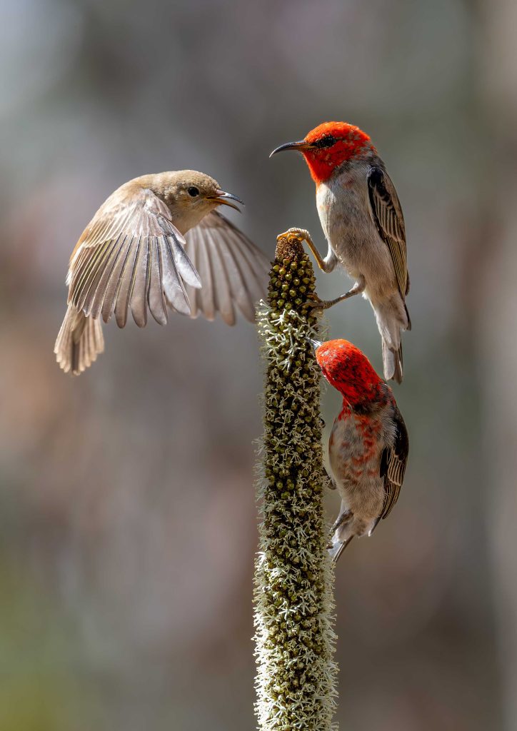 David-Edwards-Is-three-a-crowd