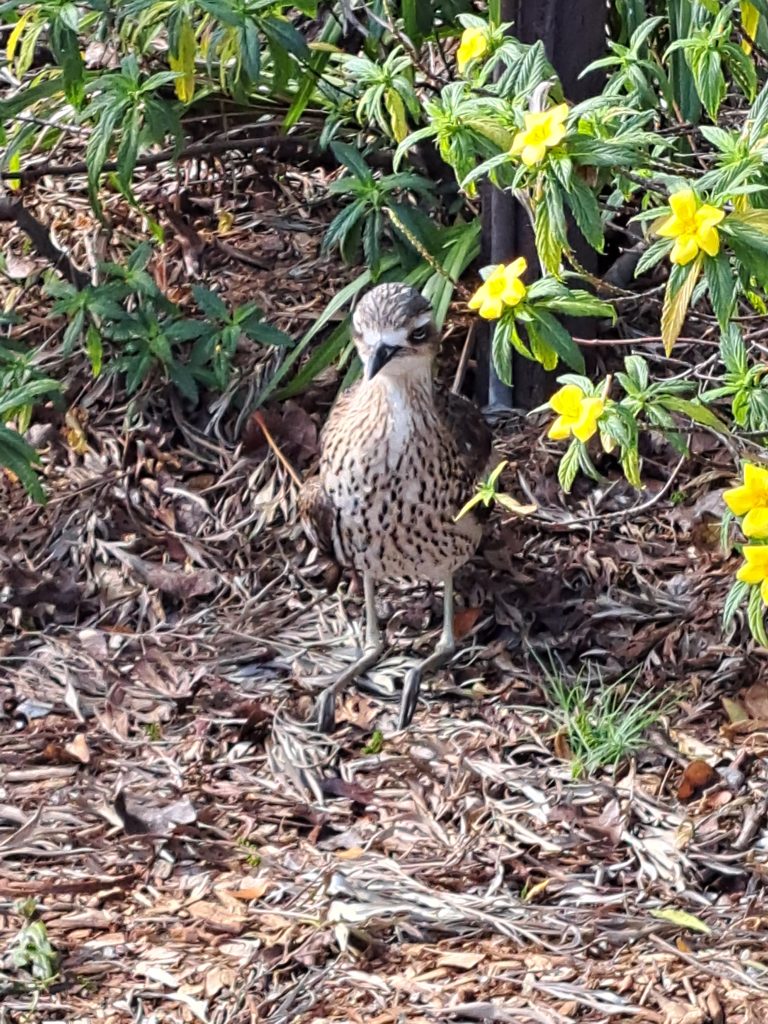 Eva-Henricksen-Standing-Guard-Bush-stone-curlew