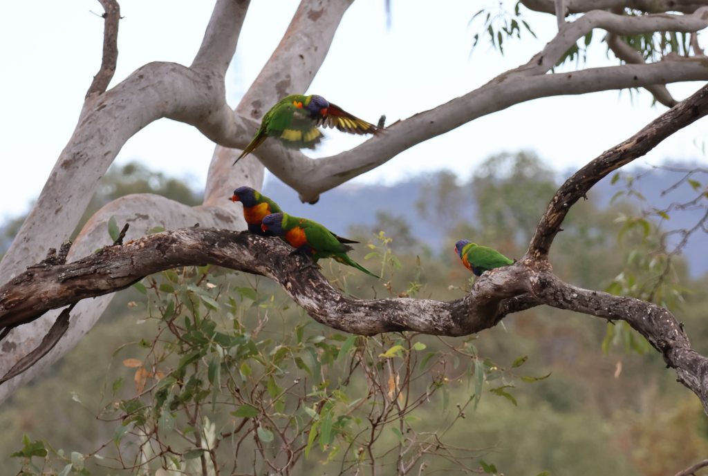 Evie-Drummond-Lorikeets