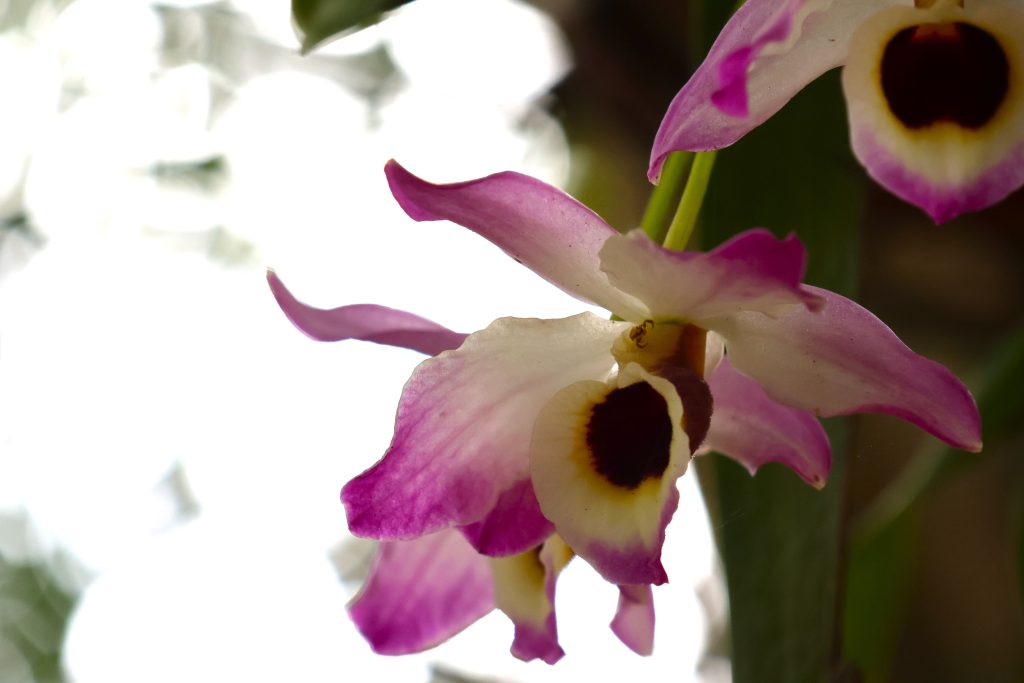 Jasper-Drummond-Orchid-with-tiny-spider