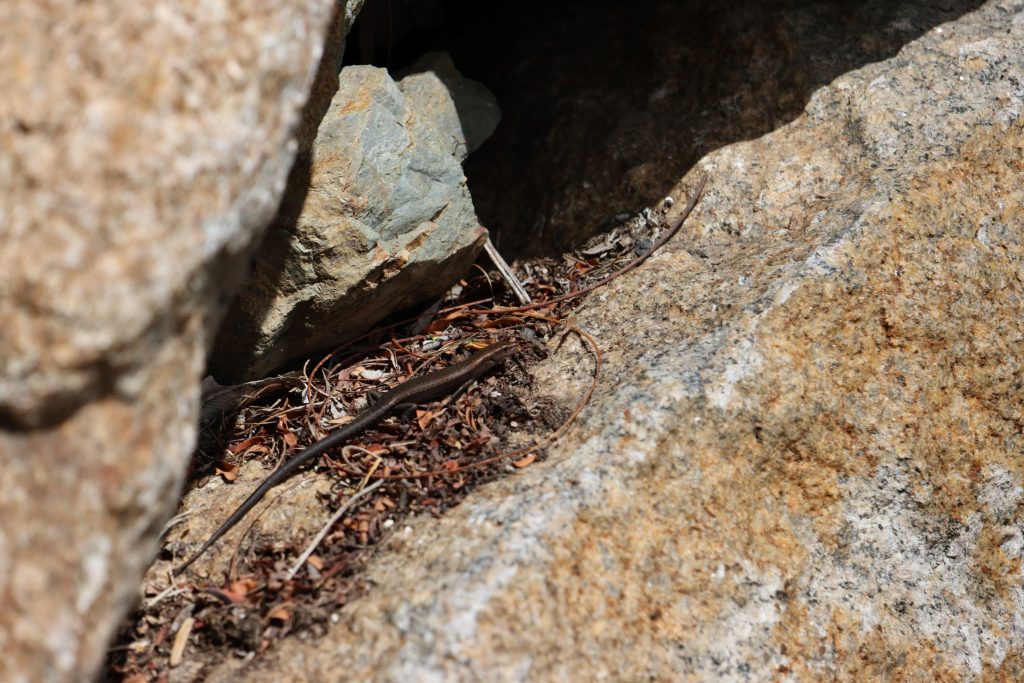 Jasper-Drummond-Skink-at-rest