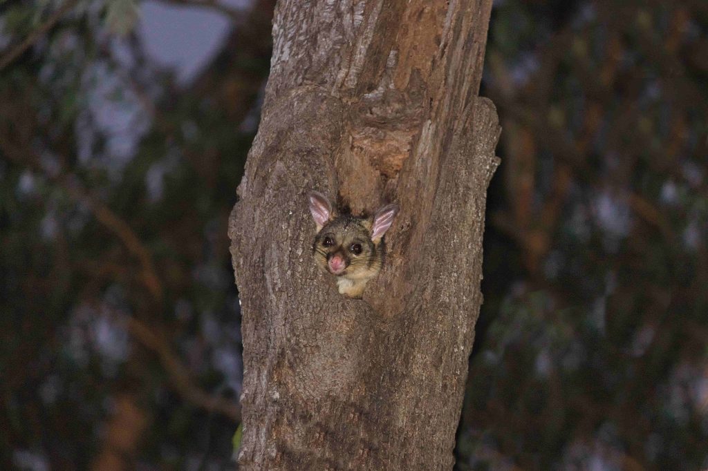 Joseph-Pappas-Possum