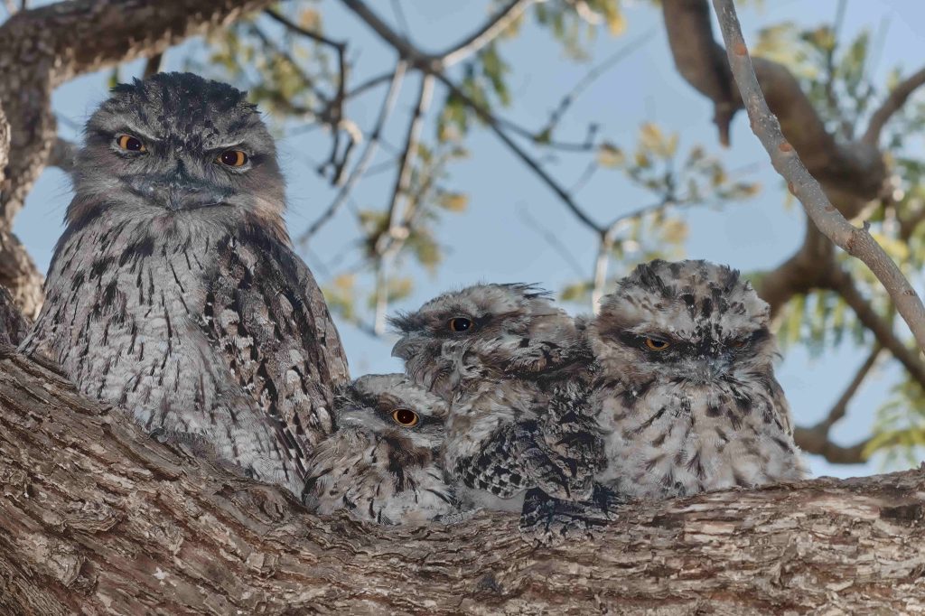 Joseph-Pappas-Tawny-family