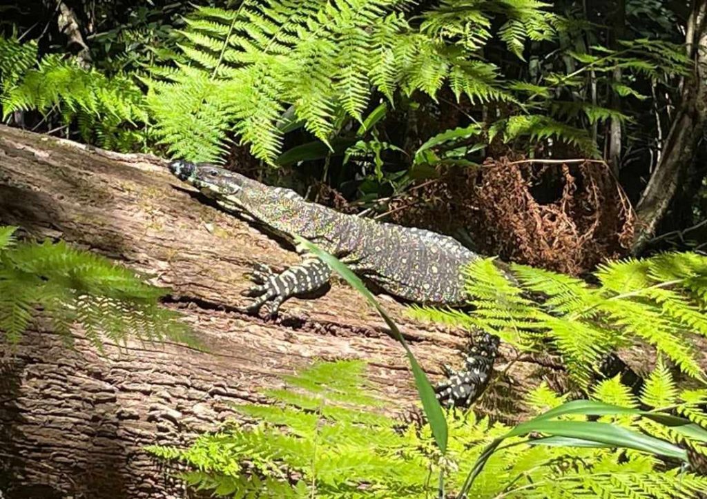 Mathilda-Buchberger-Lace-Monitor.