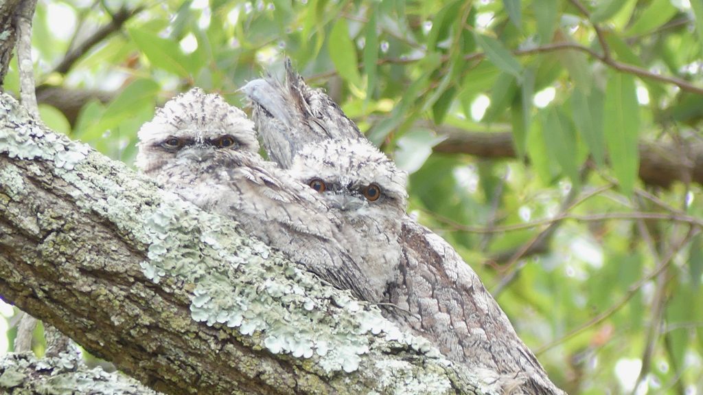 Melanie-Harris-Tawny-Frogmouth-Chicks