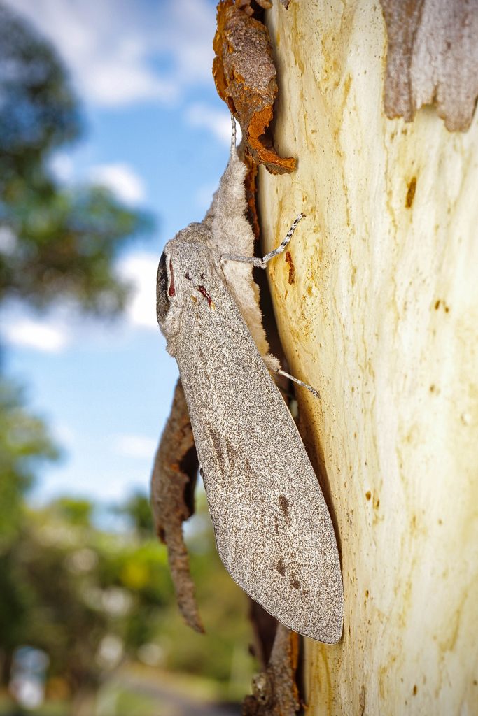 Giant-Wood-Moth-2-photo-Jessa-Thurman