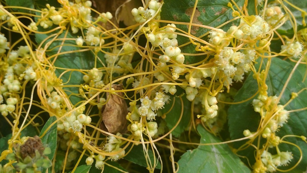 Golden-Dodder-Cuscuta-campestris-2-photo-Camel-Yueh-licensed-under-CC-BY-SA-2.0