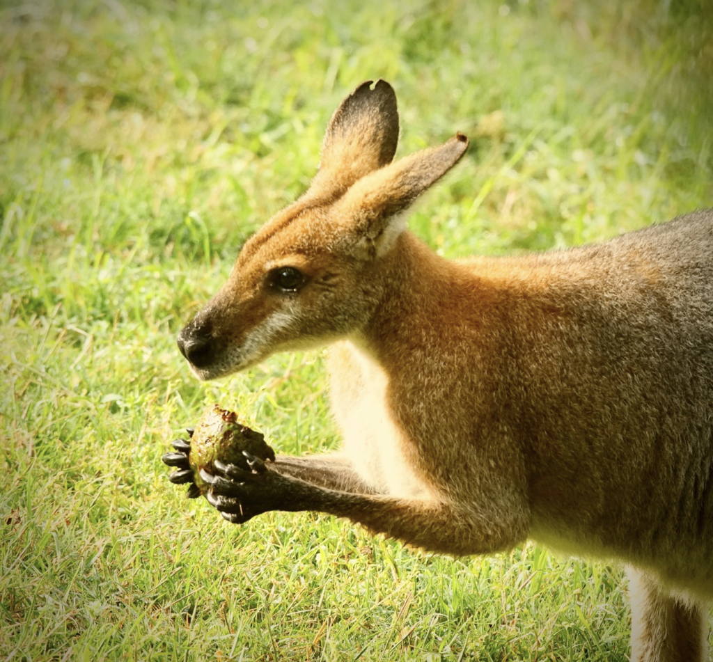 Red-necked Wallabies Ed Frazer