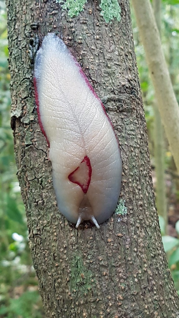 Red-Triangle-Slug-Triboniophorus-graeffei-photo-David-Lochlin