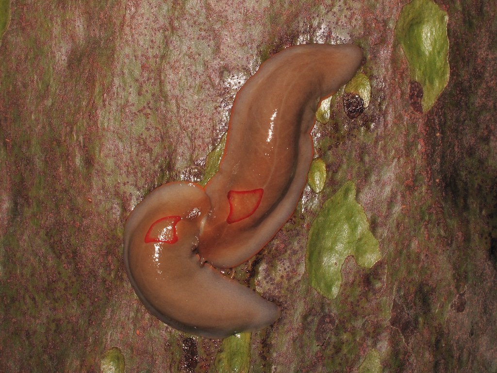 Red-Triangle-Slugs-Triboniophorus-graeffei-photo-eyeweed