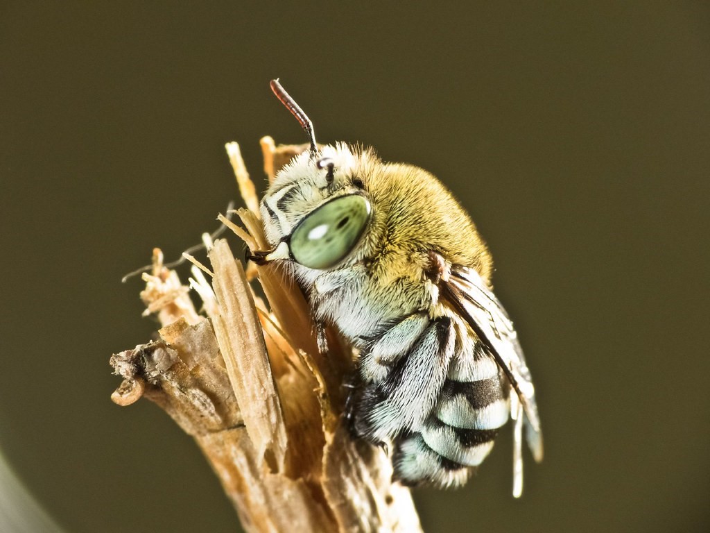 Blue-banded Bee (Amegilla spp.) – photo Robert Whyte