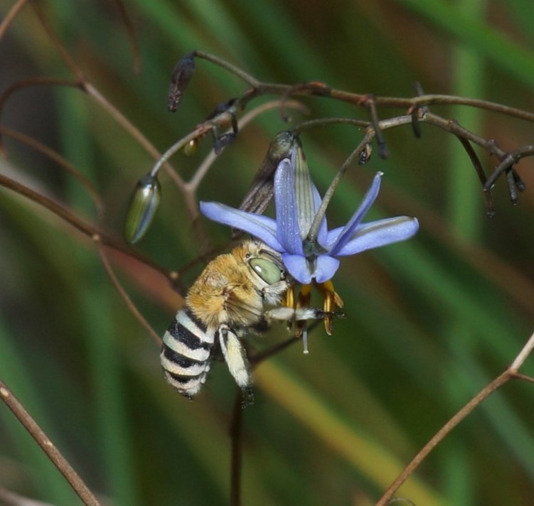 Blue-banded Bee and favourite flower – photo ‘Ron_n_Beths pics’