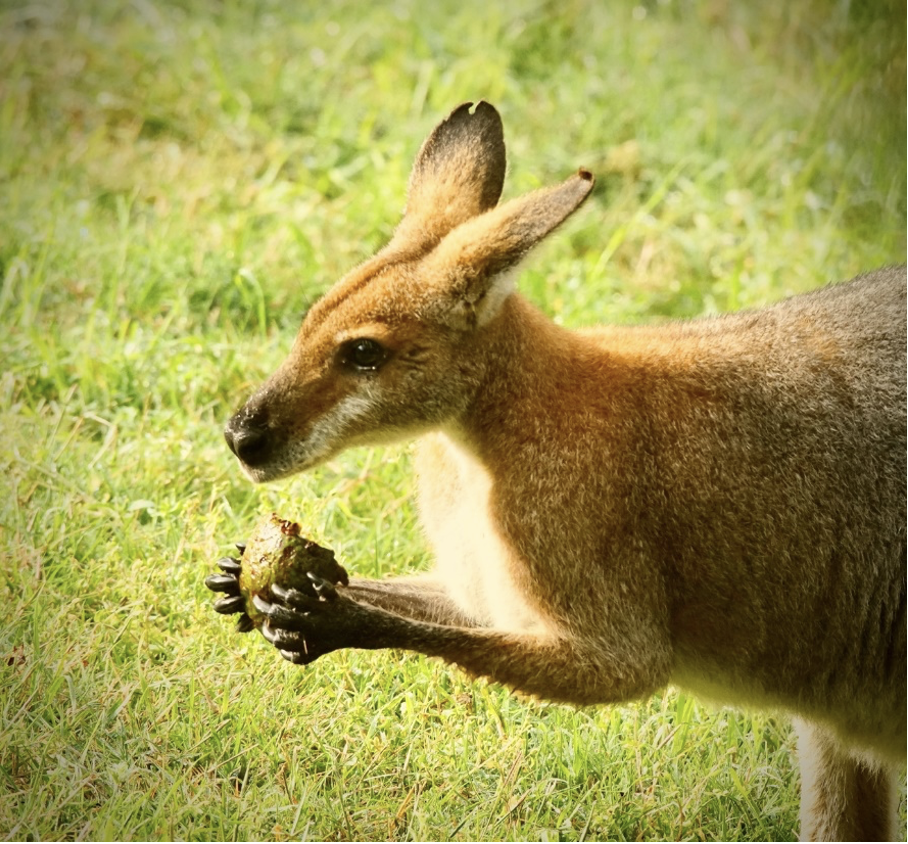 Red-necked Wallaby eating unripe Avocado – photo Ed Frazer