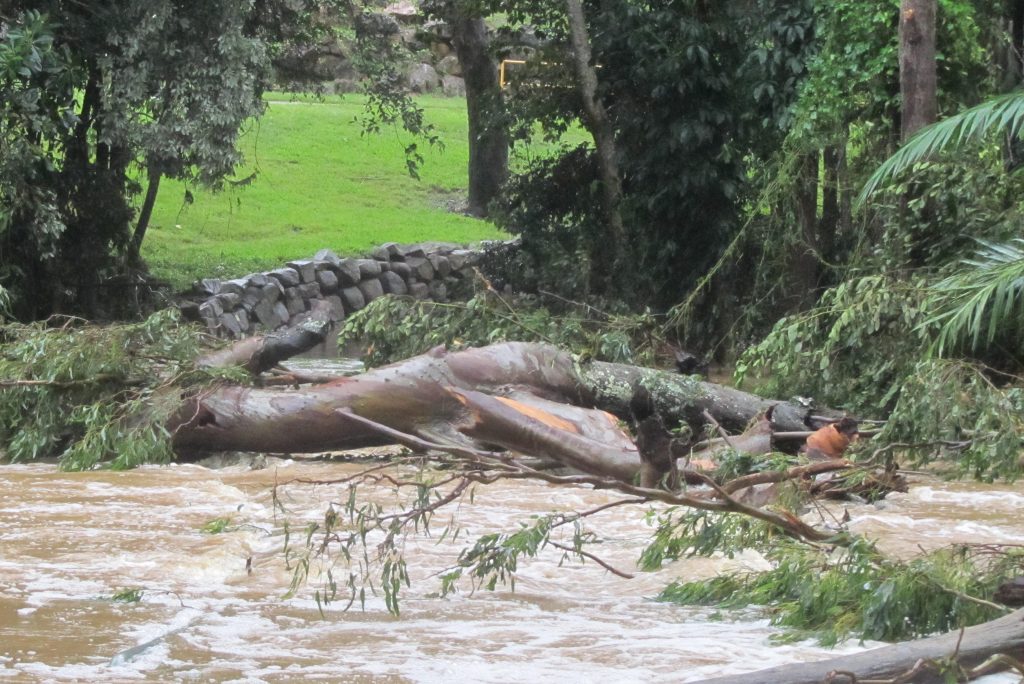 Queensland Blue Gum brought down by March 2025 flood - photo Jim Pope