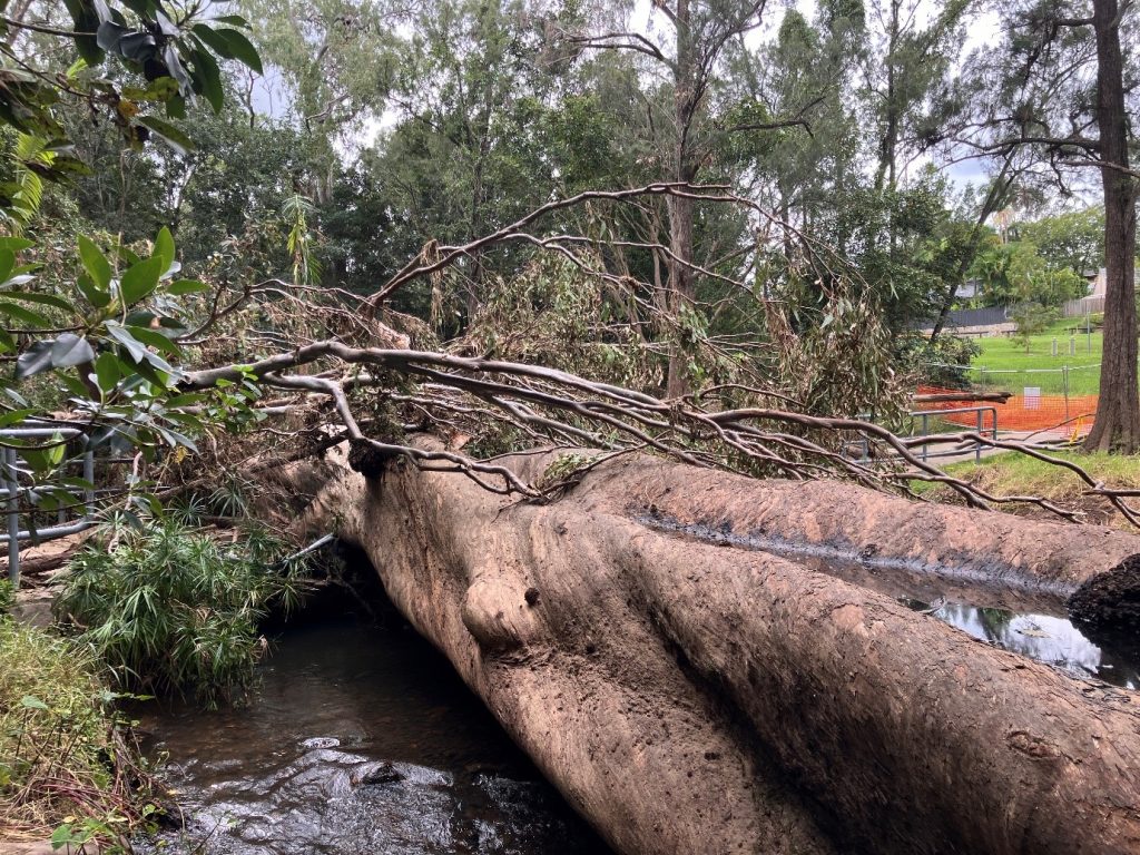 Main trunk blocking the creek crossing – photo Sandy Pollock