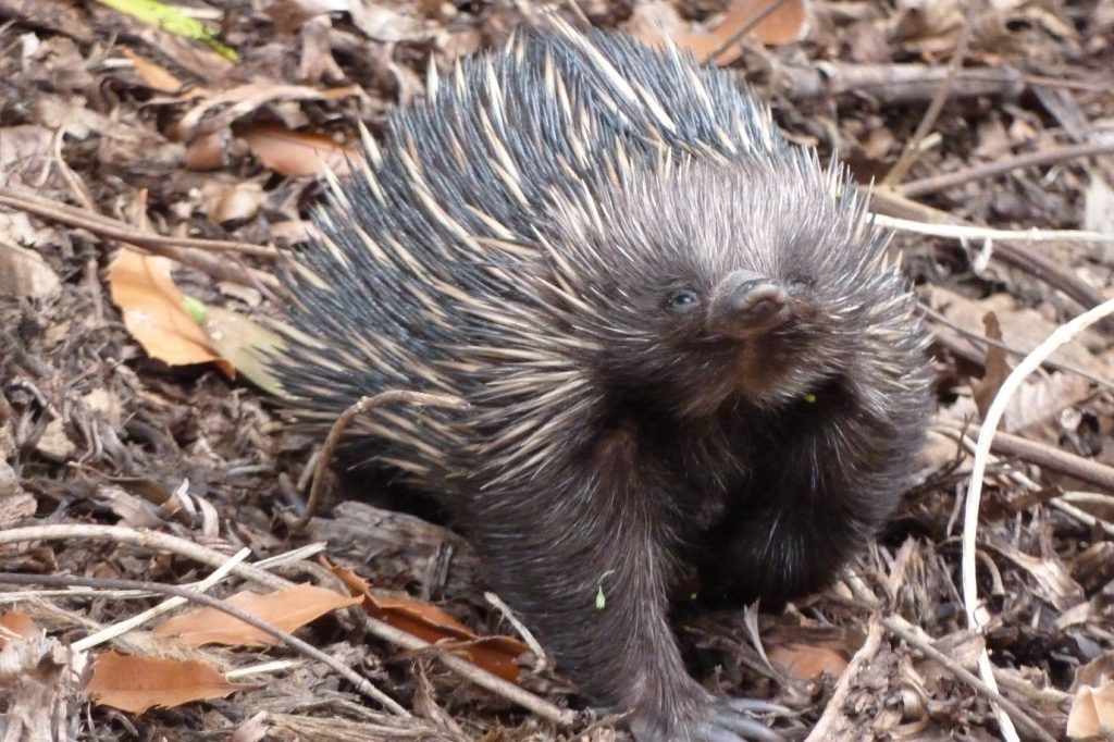 Short-beaked Echidna (Tachyglossus aculeatus) in Kenmore - photo Rosemary Pollock