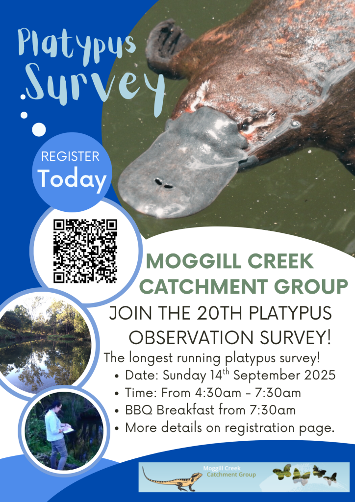 MCCG platy survey 2025
