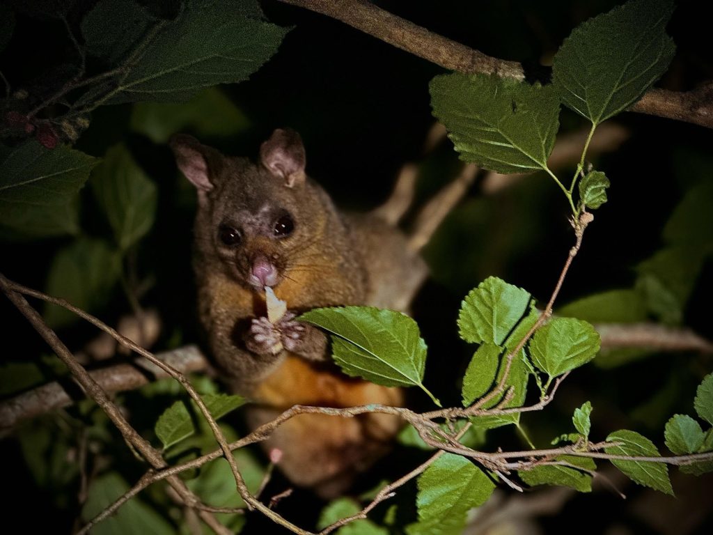 Ada-Li-Midnight-resident