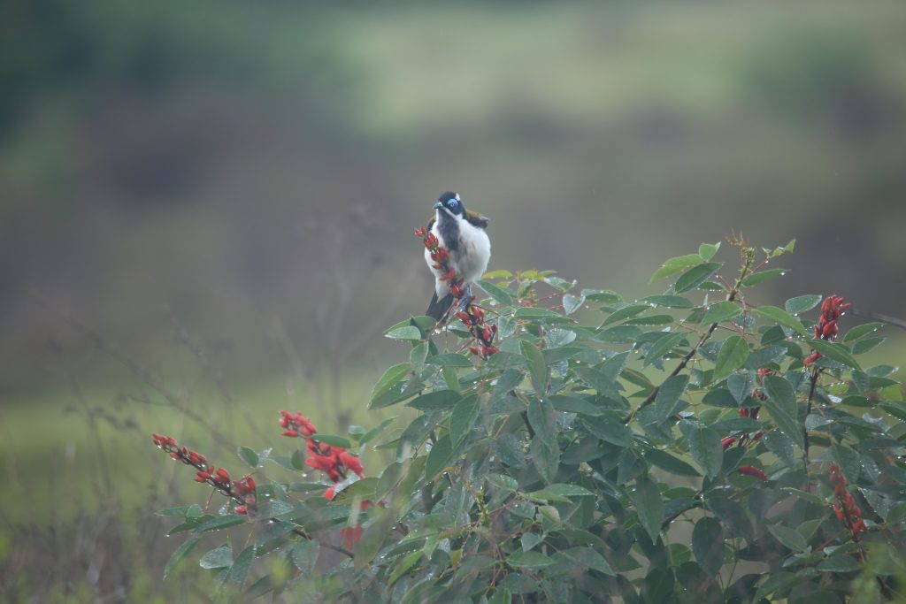 Annabelle-Pappas-Blue-faced-honeyeater-