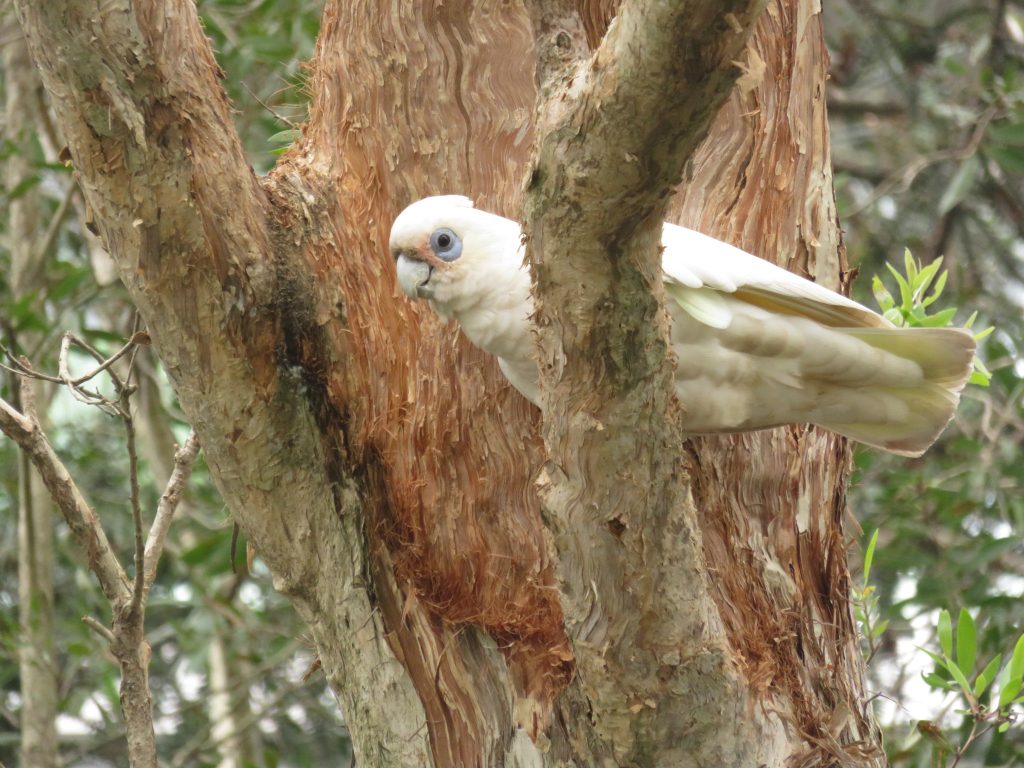 Annabelle-Pappas-Corella