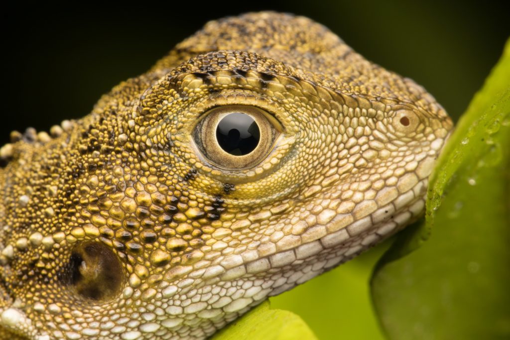 Baby-Water-Dragon_Stephen-Mudge