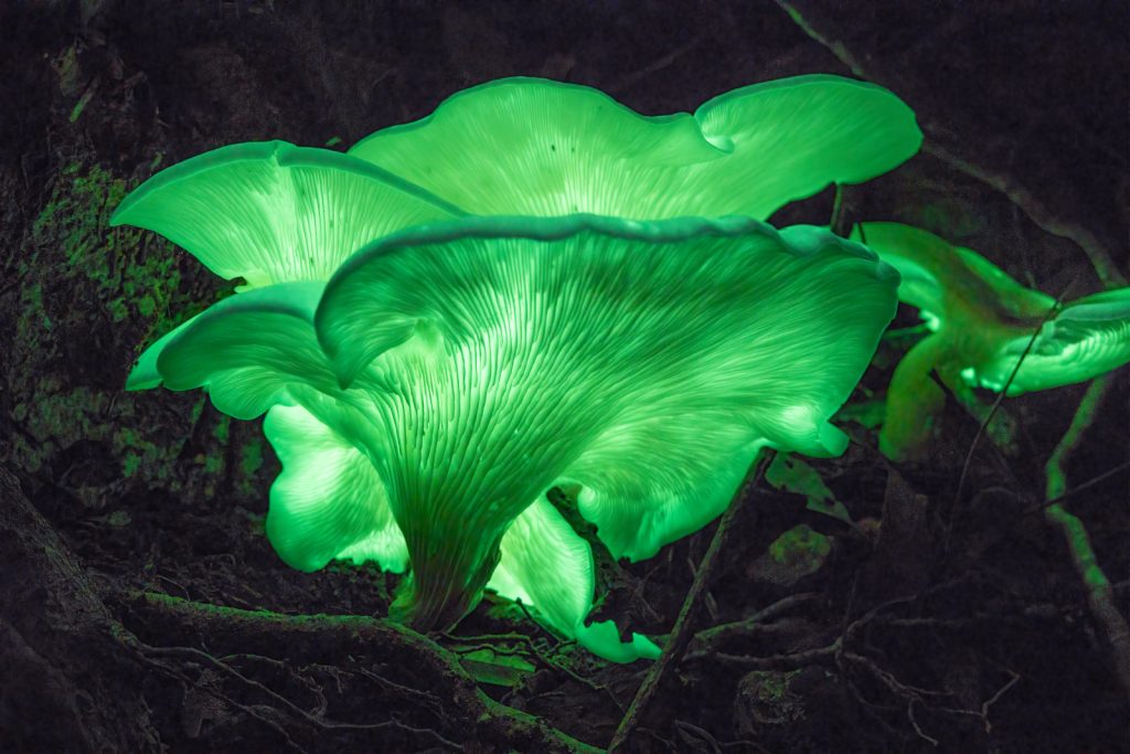 Bioluminescent-Ghost-Fungi_Stephen-Mudge-2.jpg