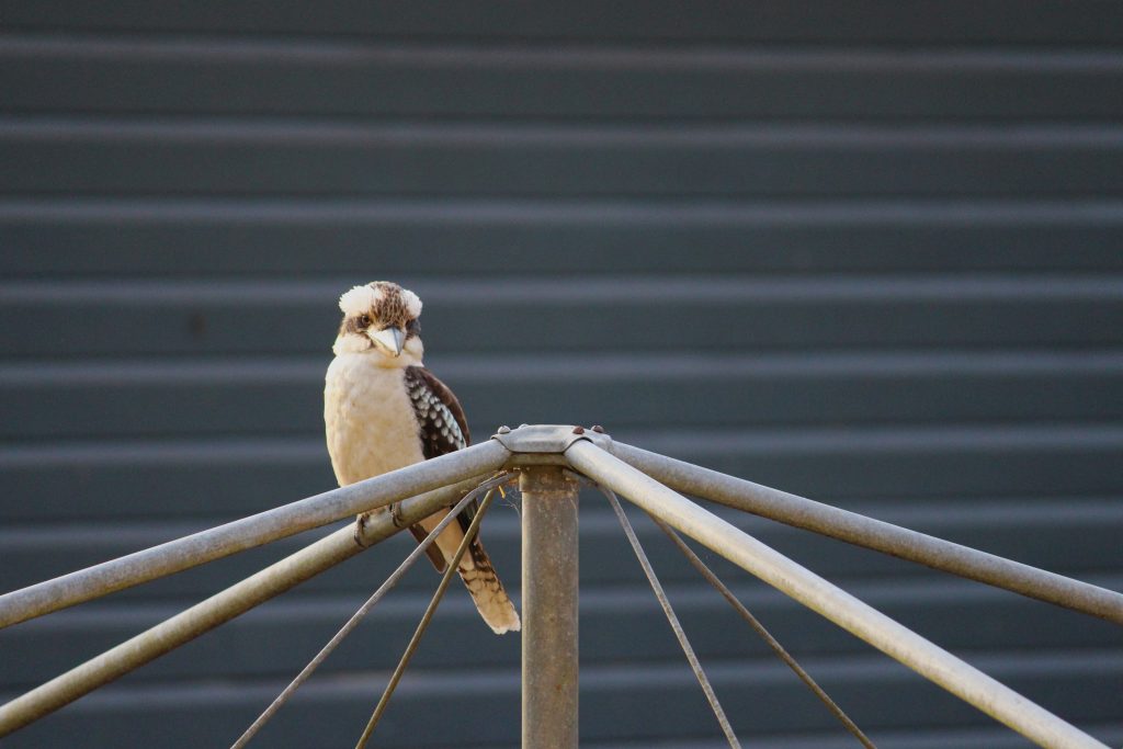 Ciaran-Turnbull-Kookaburra-hanging-out