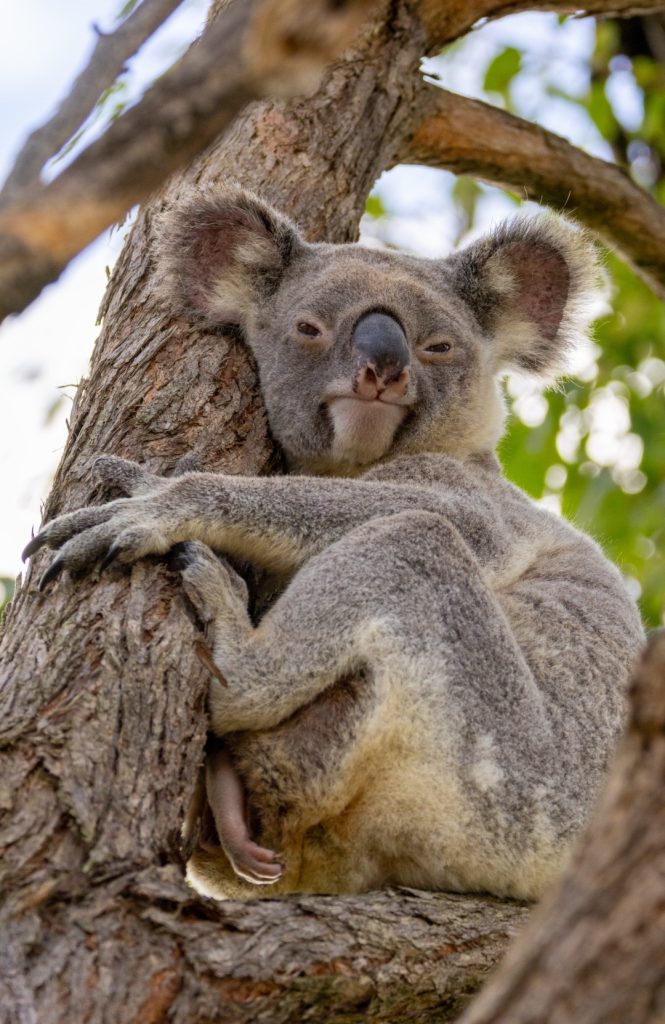 Cole-Walchle-Precious-cargo