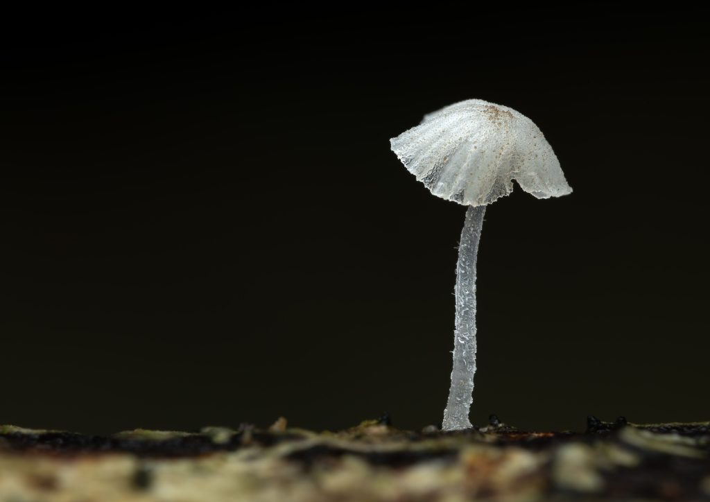 David-Edwards-Ethereal-scaled