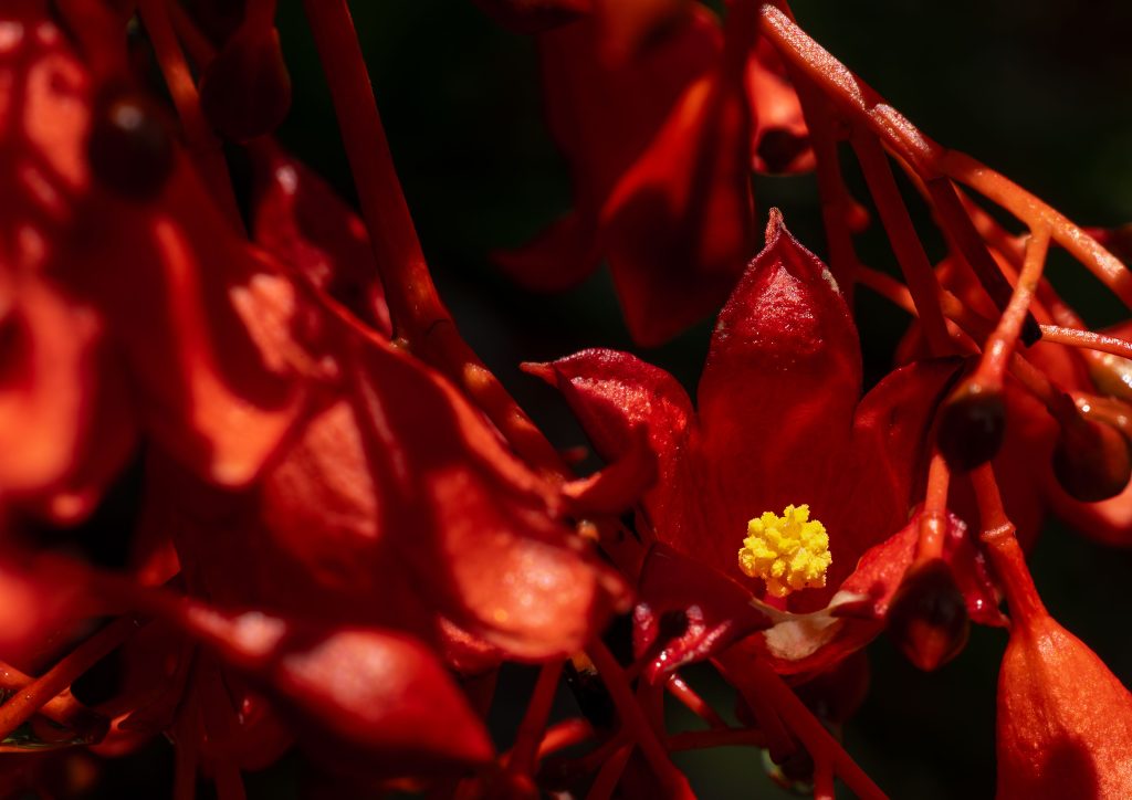 David-Edwards-Flaming