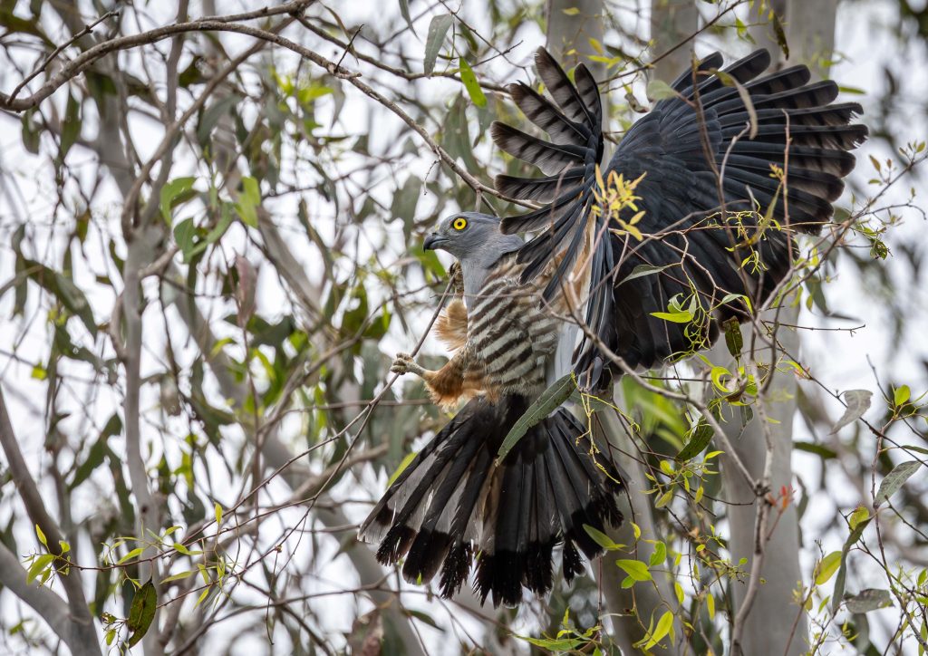 David-Edwards-Gathering-nesting-material-