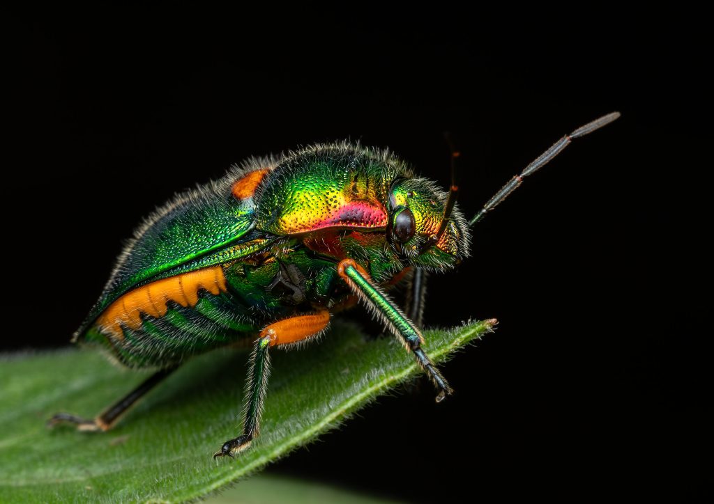 David-Edwards-Green-Jewel-Bug