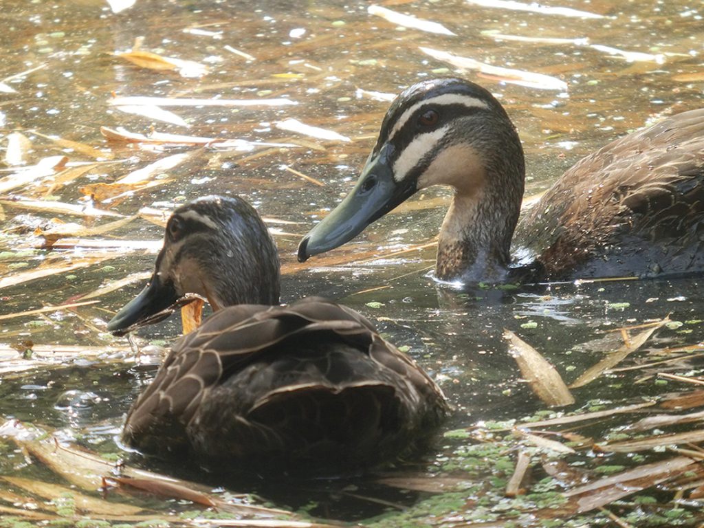 Ian-Chen-en-Tseng-Pacific-Black-Duck