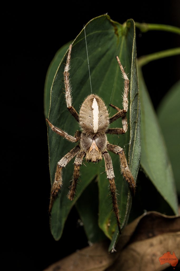 James-OShea-Garden-Orb-Weaver-