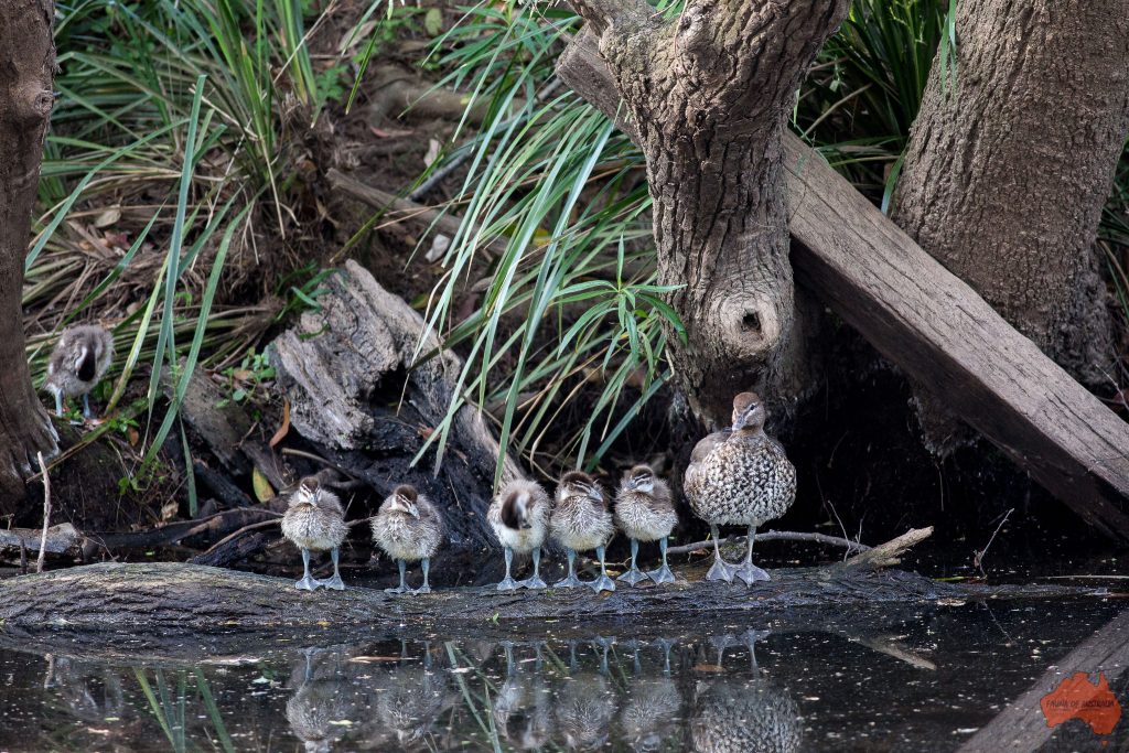 James-OShea-Wood-duck-family