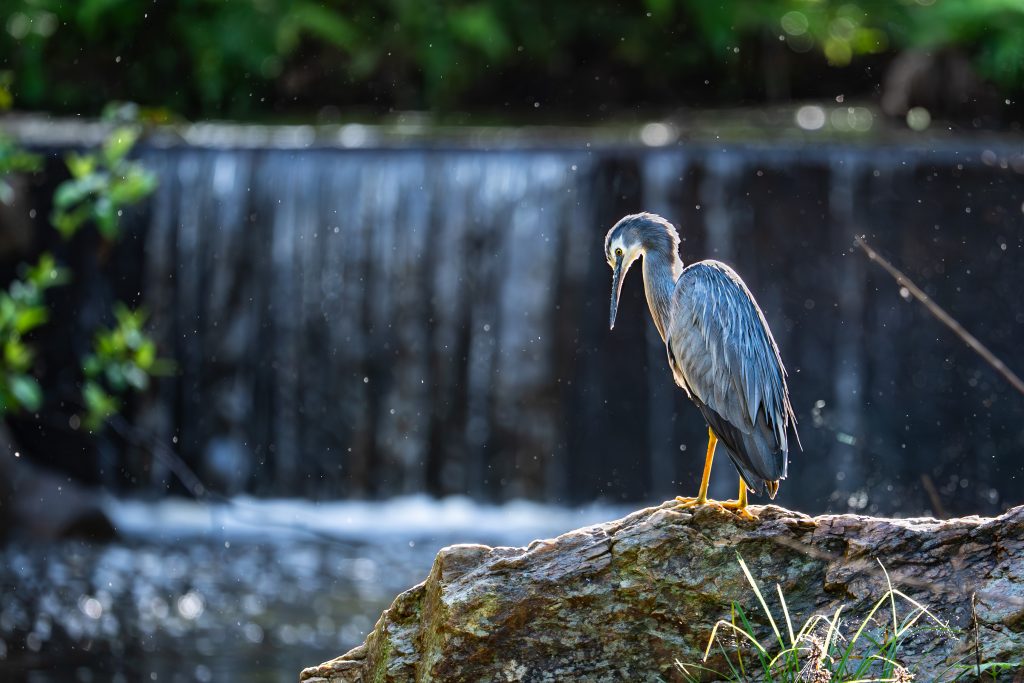 John-Stephens-A-sun-showered-heron