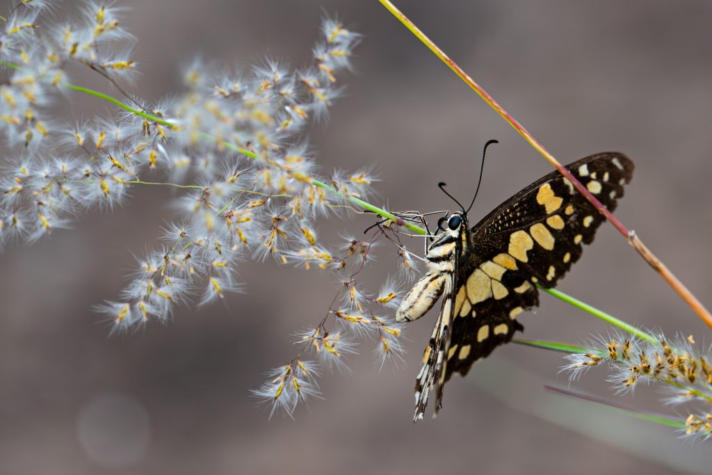 John-Stephens-A-swallowtail-at-rest