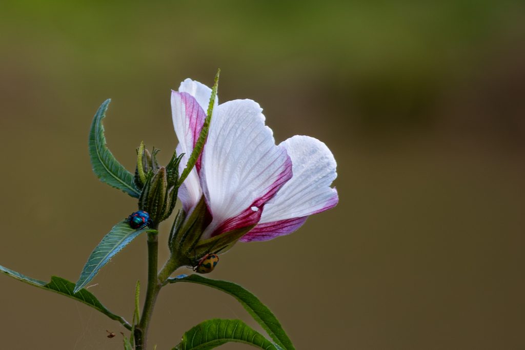 John-Stephens-Hibiscus-habitat