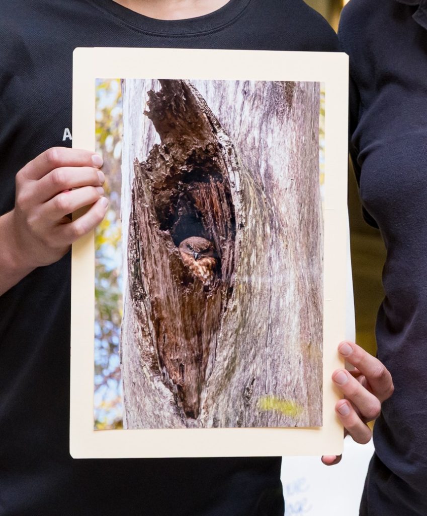 Joseph-Pappas-Boobook-in-a-hollow