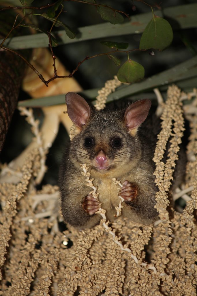 Joseph-Pappas-Brush-tailed-Possum-2-