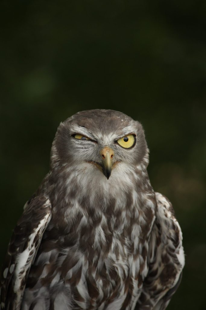 Joseph-Pappas-Winking-Owl